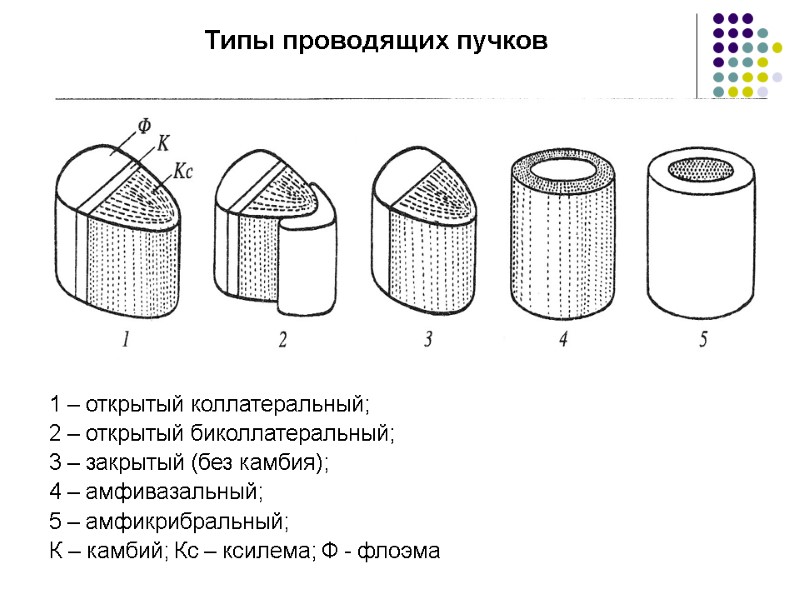 Типы проводящих пучков 1 – открытый коллатеральный; 2 – открытый биколлатеральный; 3 – закрытый